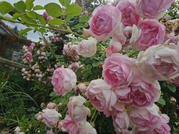 Impression Rosengarten