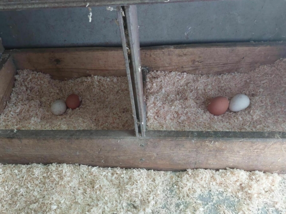 eigene Hühnereier