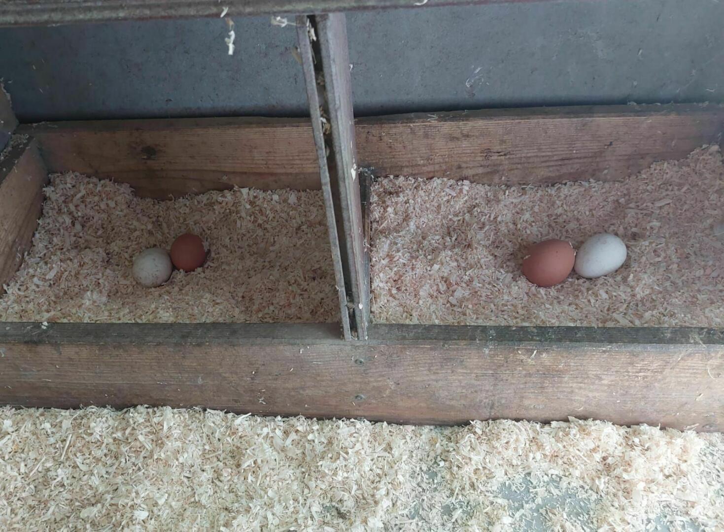 eigene Hühnereier