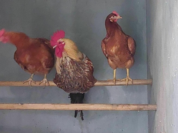 eigene Hühnerfamilie