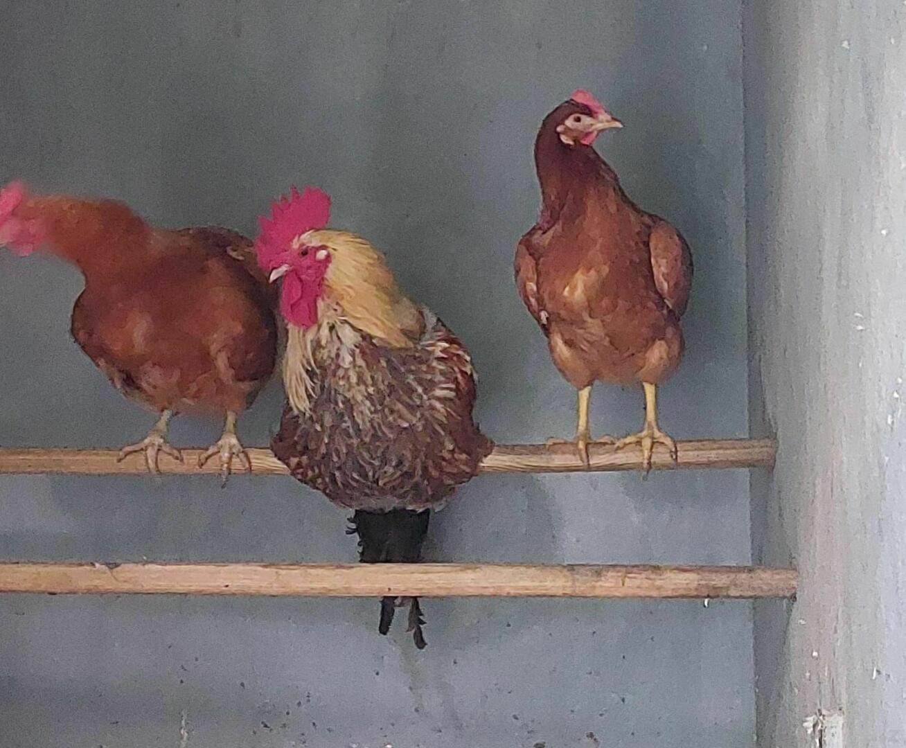 eigene Hühnerfamilie