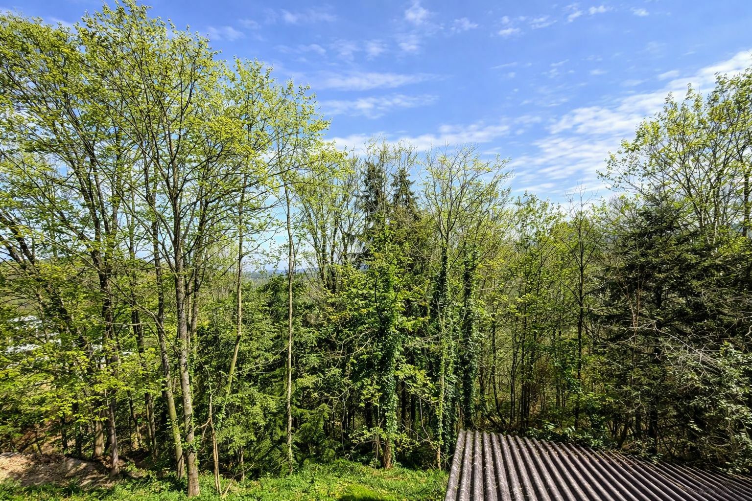 Blick in den eigenen Wald