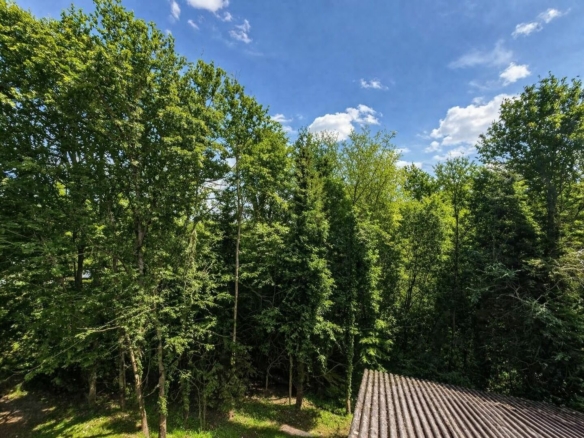 Blick in den eigenen Wald_2